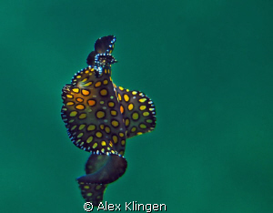 Flat worm going to the surface. by Alex Klingen 